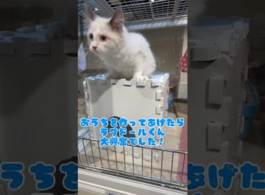【ラグドール】おうちを作ってあげたら大興奮で大喜びなラグドールくん#癒し #マルワン #可愛い #ラグドール  #子猫 #ねこ #ネコ