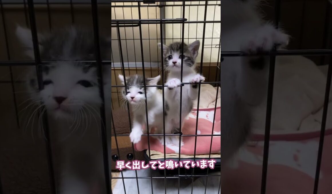 早くミルクが飲みたくて鳴いちゃう子猫たち　#short #子猫 #保護猫 #かわいい子猫