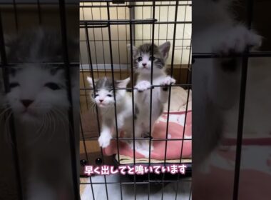 早くミルクが飲みたくて鳴いちゃう子猫たち　#short #子猫 #保護猫 #かわいい子猫