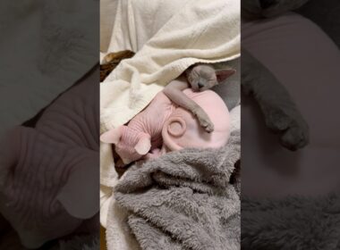 なんて可愛い寝方の猫スルタンとアレクサンドラ【スフィンクス】