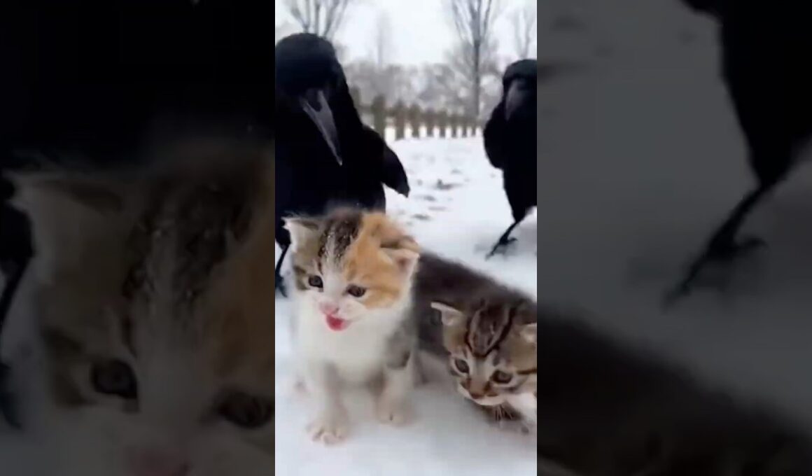 カラスに襲われた子猫【猫感動物語】 #shorts