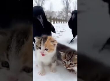 カラスに襲われた子猫【猫感動物語】 #shorts