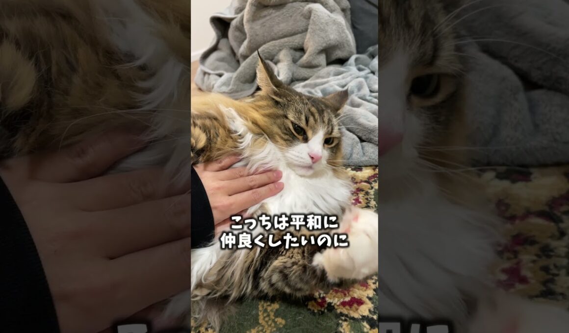 “噛みつきシーン”をまとめてみました！　 #猫 #ノルウェージャン #cat #ノルウェージャンフォレストキャット#norweiganforestcat #北欧猫