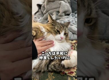 “噛みつきシーン”をまとめてみました！　 #猫 #ノルウェージャン #cat #ノルウェージャンフォレストキャット#norweiganforestcat #北欧猫