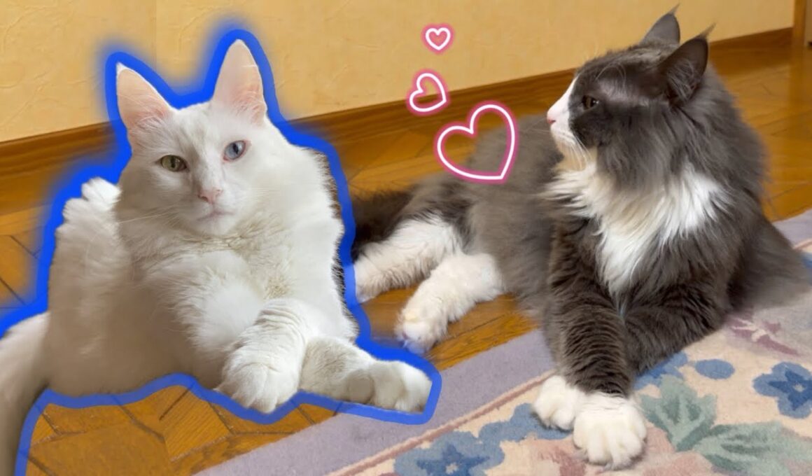 【憧れ✨】ターキッシュアンゴラの生態！！！