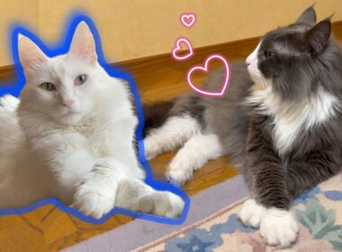 【憧れ✨】ターキッシュアンゴラの生態！！！