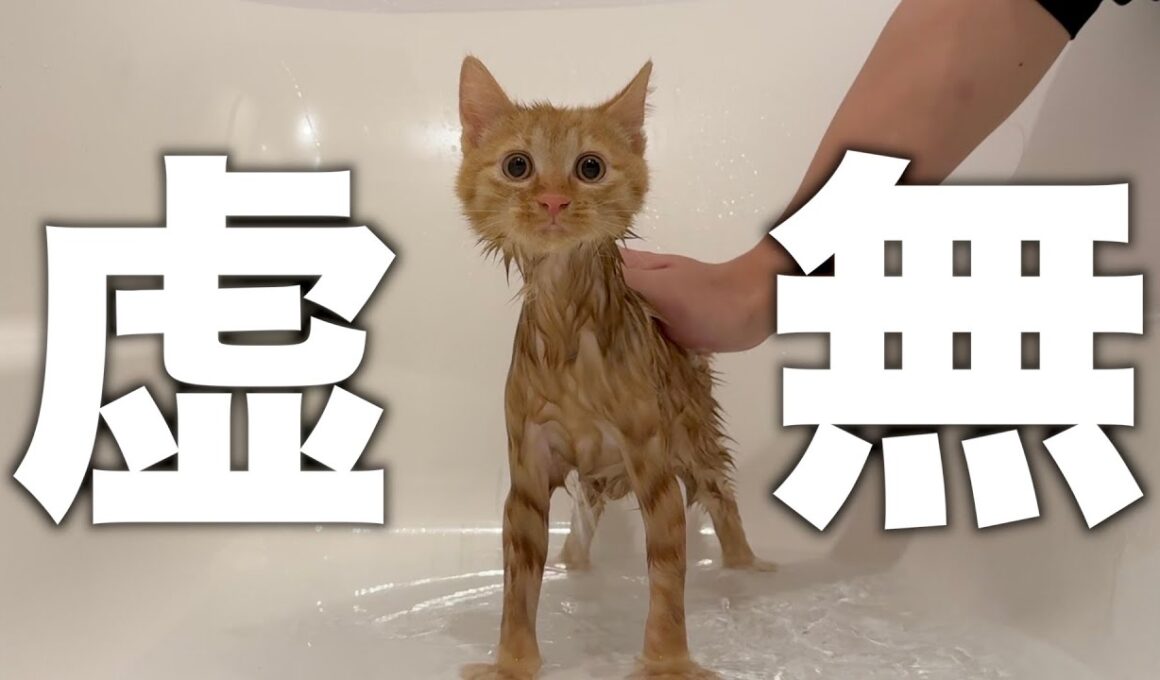 初めてのお風呂で感情を失った子猫