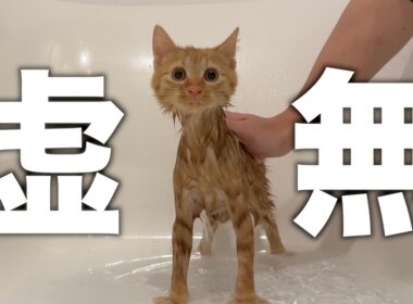 初めてのお風呂で感情を失った子猫