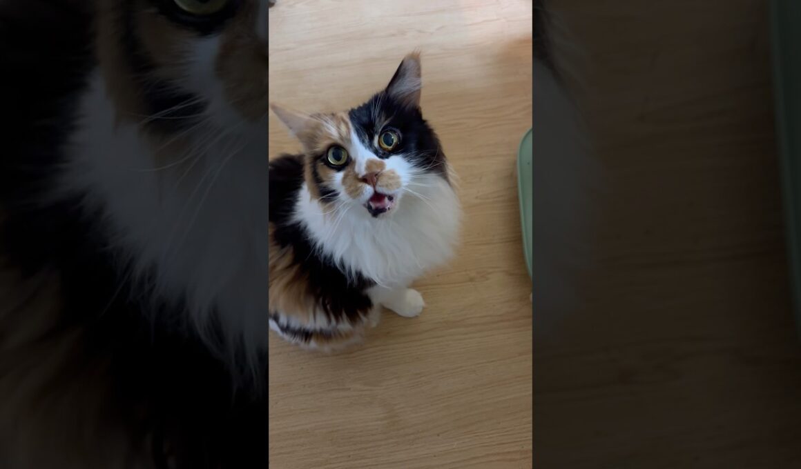 おやつ待ちのパンク #cat #メインクーン