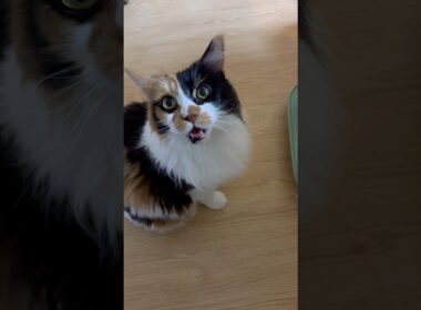 おやつ待ちのパンク #cat #メインクーン