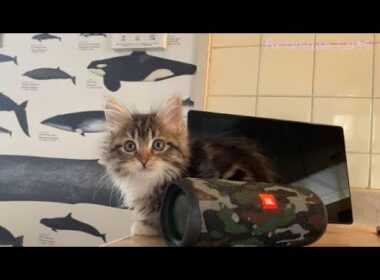 アメリカンカール　子猫　生後2ヶ月と半分ぐらい