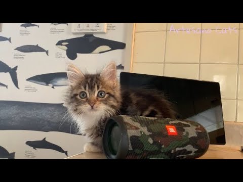 アメリカンカール　子猫　生後2ヶ月と半分ぐらい
