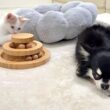 子猫と仲良くなりたくてはるばる会いに来たのに無視され続けた犬がこうなっちゃいました…