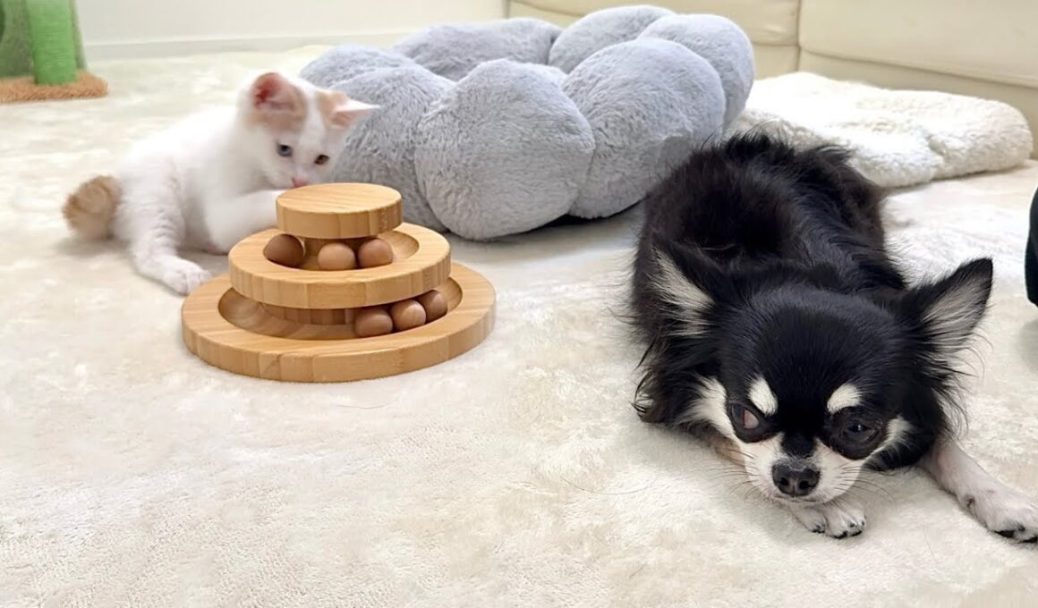 子猫と仲良くなりたくてはるばる会いに来たのに無視され続けた犬がこうなっちゃいました…