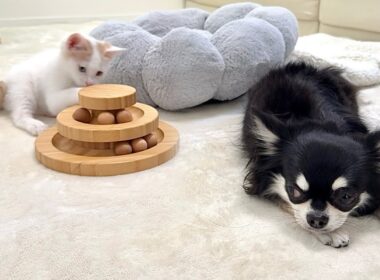 子猫と仲良くなりたくてはるばる会いに来たのに無視され続けた犬がこうなっちゃいました…