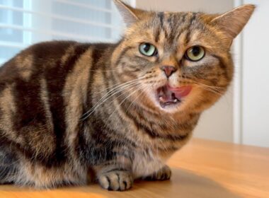 特別より日常が好きな猫