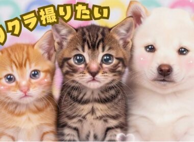 もふめし。/ どうしてもプリクラを撮りたい子猫の作戦と逆転劇A Purikura Plan Gone Wrong | Ai Cat Story