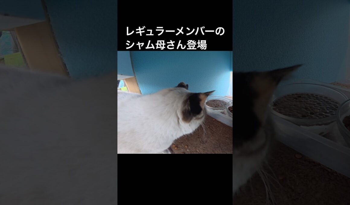 レギュラーメンバーのシャム母さんがご飯を食べに来た。いっぱい食べるんだよー。