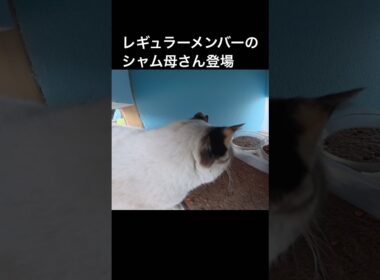 レギュラーメンバーのシャム母さんがご飯を食べに来た。いっぱい食べるんだよー。