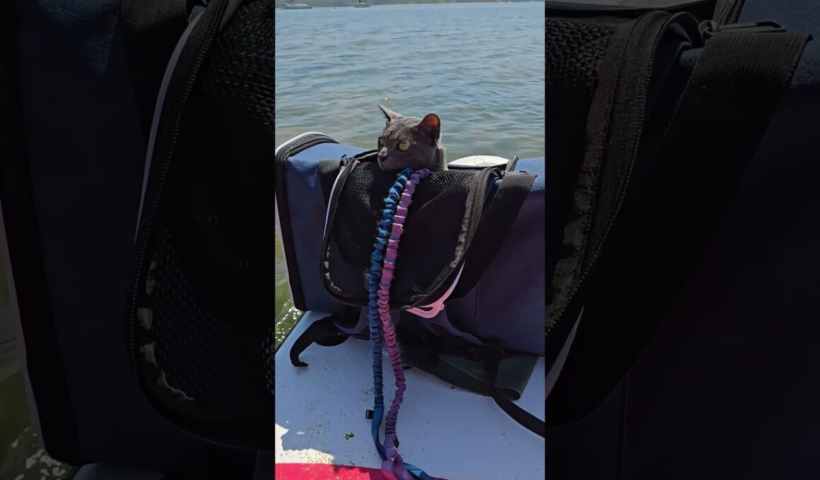 Can cats paddleboard?...#shorts #cat #adventurecats #SUP #paddleboarding #cute #sphynx #korat #beach