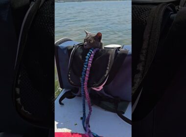 Can cats paddleboard?...#shorts #cat #adventurecats #SUP #paddleboarding #cute #sphynx #korat #beach