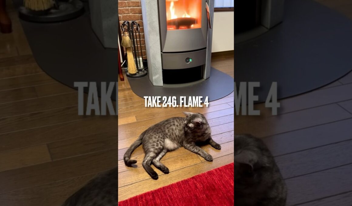 #初雪 にしては結構積もったにゃ❗️#薪ストーブ の#炎 も激しくなったにゃ‼️😽#薪ストーブのある暮らし #猫と暮らす #東北の冬は長い #まだ秋だけど#エジプシャンマウ#shorts