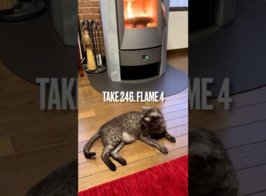 #初雪 にしては結構積もったにゃ❗️#薪ストーブ の#炎 も激しくなったにゃ‼️😽#薪ストーブのある暮らし #猫と暮らす #東北の冬は長い #まだ秋だけど#エジプシャンマウ#shorts