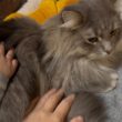 モフられ慣れた猫　ラガマフィン　サイベリアンRagamuffin. Siberian
