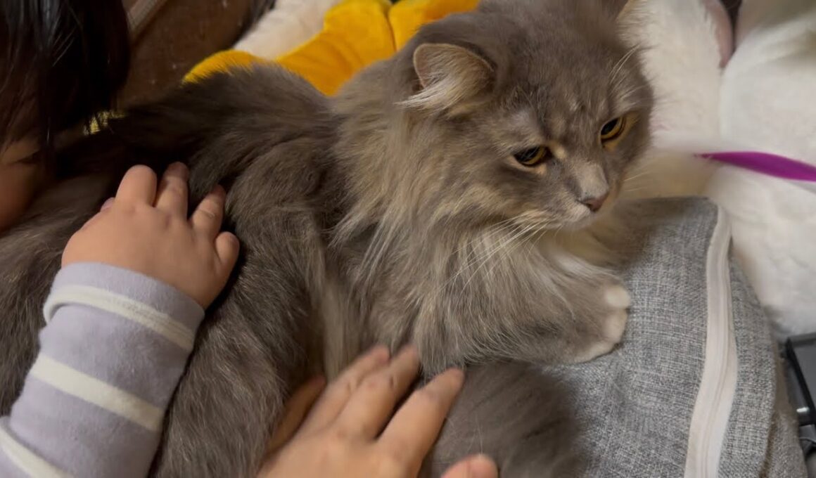 モフられ慣れた猫　ラガマフィン　サイベリアンRagamuffin. Siberian