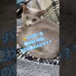 逆に、その答え言う⁉️(笑) #猫 #ロシアンブルー #catshorts #shorts