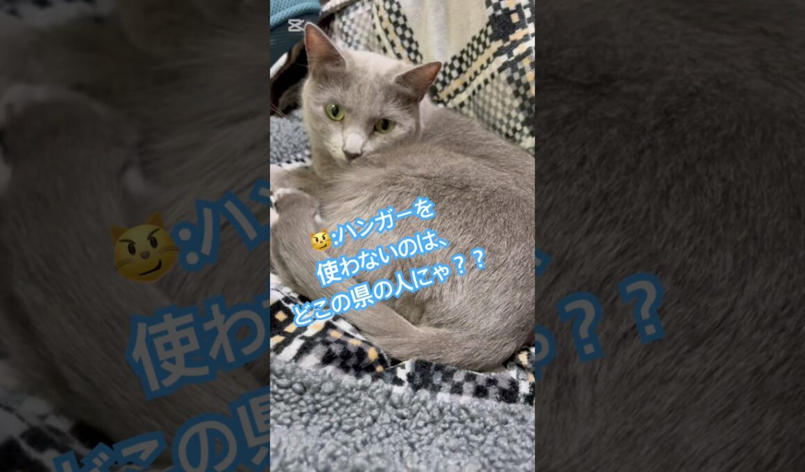逆に、その答え言う⁉️(笑) #猫 #ロシアンブルー #catshorts #shorts