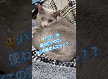 逆に、その答え言う⁉️(笑) #猫 #ロシアンブルー #catshorts #shorts