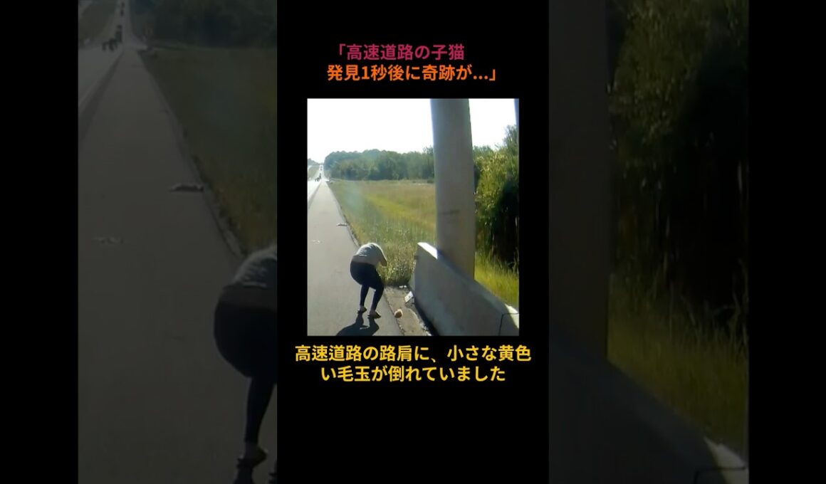 「高速道路の子猫発見1秒後に奇跡が...」#猫の救出 #奇跡の瞬間 #動物保護 #子猫 #感動実話 #高速道路救出 #犬と猫 #里親募集 #動物家族 #命の尊さ