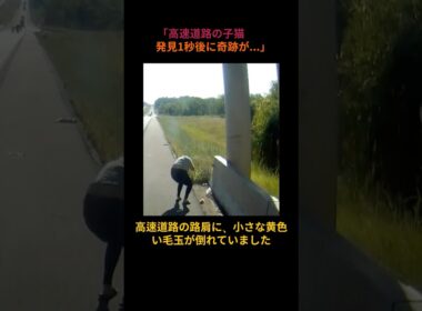 「高速道路の子猫発見1秒後に奇跡が...」#猫の救出 #奇跡の瞬間 #動物保護 #子猫 #感動実話 #高速道路救出 #犬と猫 #里親募集 #動物家族 #命の尊さ