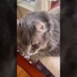 そこにいたんだ #ねこ動画 #アメリカンカール