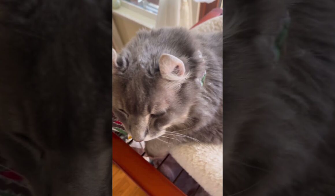 そこにいたんだ #ねこ動画 #アメリカンカール