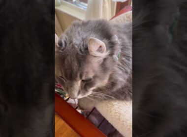 そこにいたんだ #ねこ動画 #アメリカンカール