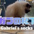 バーマン猫ガブ【ガブの靴下】Gabriel’s socks（バーマン猫）Birman/Cat