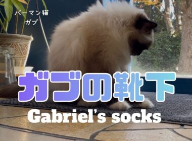バーマン猫ガブ【ガブの靴下】Gabriel’s socks（バーマン猫）Birman/Cat