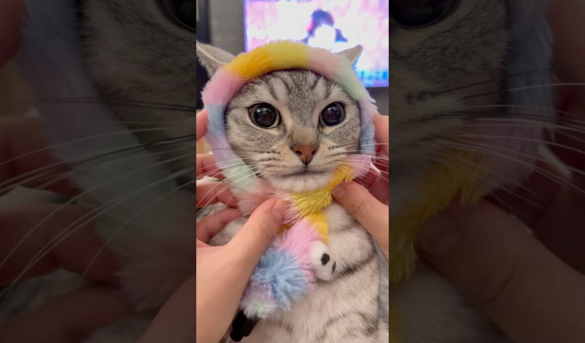 子猫の頃からママの歌で育った結果...!! #cat #猫