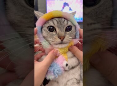 子猫の頃からママの歌で育った結果...!! #cat #猫