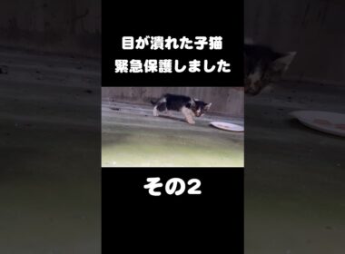 目が潰れた子猫を緊急保護しました【その2】