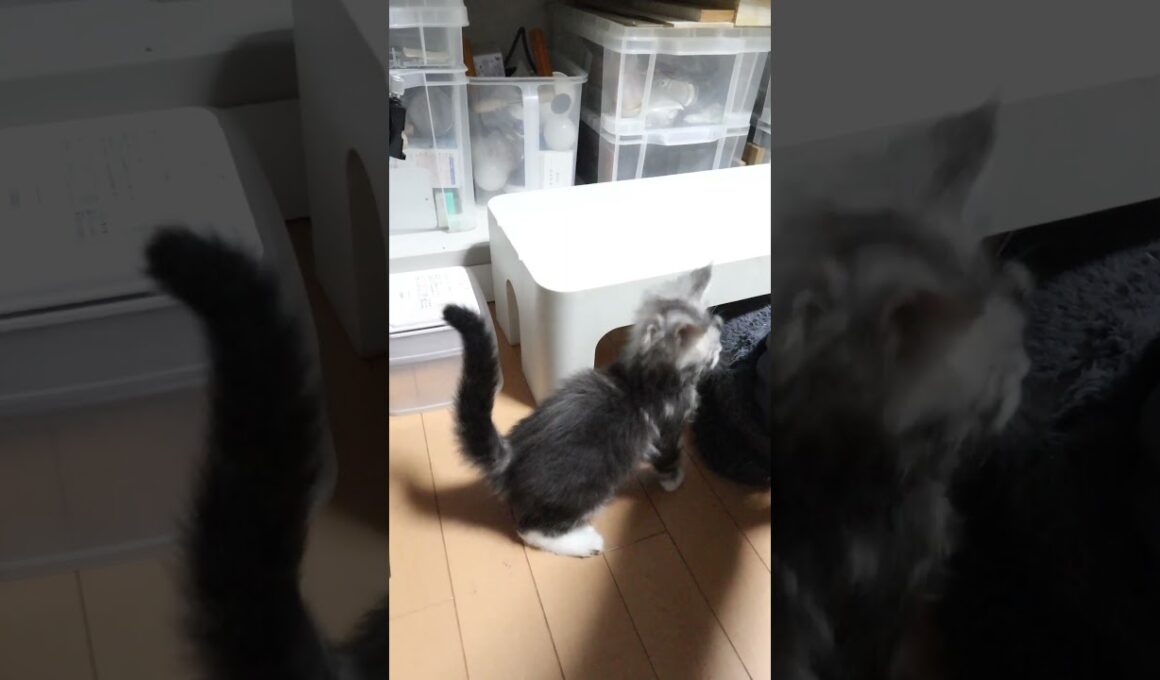 腕白なメインクーンの赤ちゃんドンチッチ君