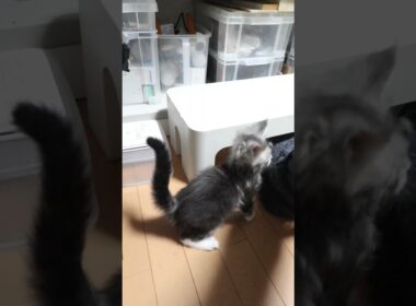 腕白なメインクーンの赤ちゃんドンチッチ君