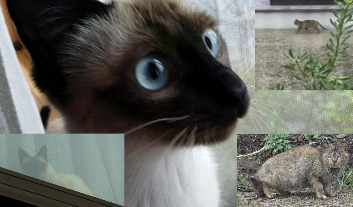怯える我が家のシャム猫🐈昨夜の野良猫が今朝再び我が家に接近してきたので動向を探る♪
