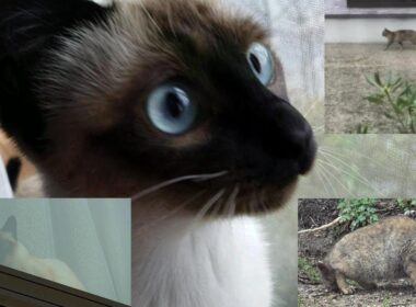 怯える我が家のシャム猫🐈昨夜の野良猫が今朝再び我が家に接近してきたので動向を探る♪