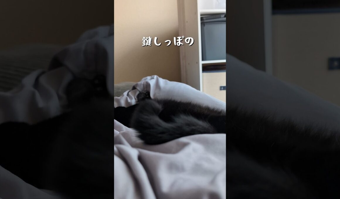 今日の寝姿のかわいいポイント3選