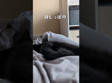 今日の寝姿のかわいいポイント3選