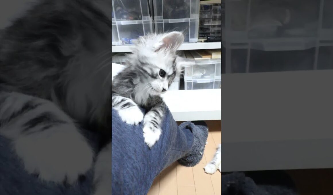 腕白なメインクーンの赤ちゃんドンチッチ君