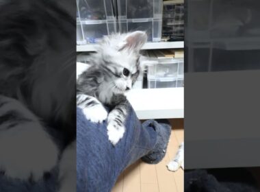 腕白なメインクーンの赤ちゃんドンチッチ君